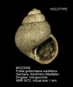 HOLOTYPE-MIOCENE Putilla gottscheana westfalica